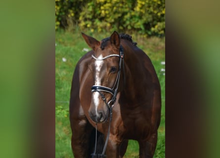 KWPN, Merrie, 9 Jaar, 170 cm, Donkere-vos