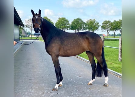 KWPN, Merrie, 9 Jaar, 172 cm, Bruin