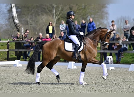 KWPN, Merrie, 9 Jaar, 175 cm, Bruin