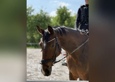 KWPN, Merrie, 9 Jaar, 175 cm, Bruin