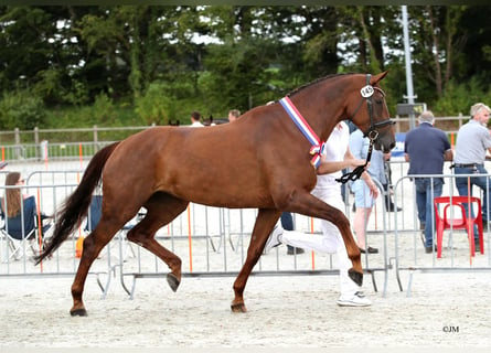 KWPN, Merrie, 9 Jaar, 178 cm, Vos