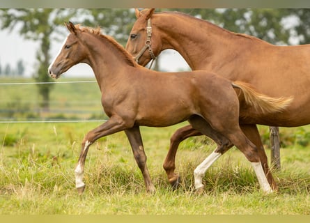 KWPN, Merrie, veulen (05/2024), 166 cm, Donkere-vos