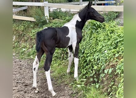 KWPN, Merrie, veulen (07/2024), 166 cm, Gevlekt-paard