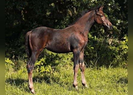 KWPN, Merrie, veulen (04/2024), 168 cm, Donkerbruin