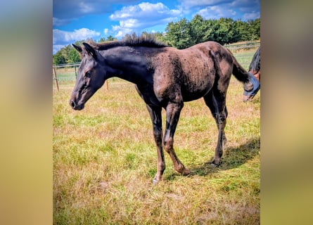 KWPN, Merrie, Veulen (05/2025), 170 cm, Zwartbruin