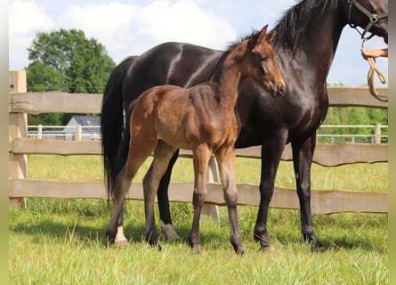 KWPN, Merrie, Veulen (04/2026), Donkerbruin