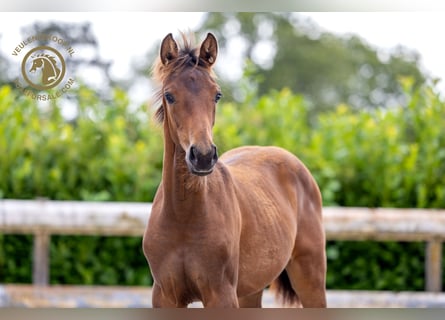 KWPN, Merrie, veulen (04/2024), Donkerbruin