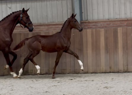 KWPN, Merrie, Veulen (05/2025), Donkere-vos