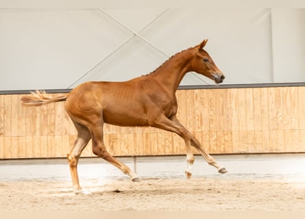 KWPN, Merrie, Veulen (02/2025), Donkere-vos