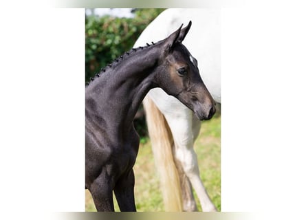 KWPN, Merrie, Veulen (04/2025)