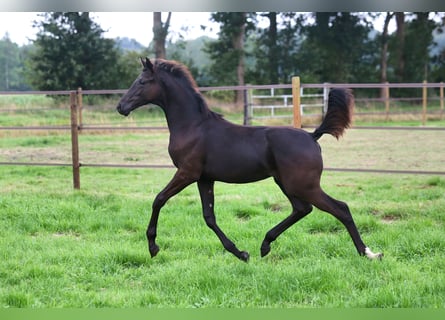 KWPN, Merrie, veulen (04/2024), Zwartbruin