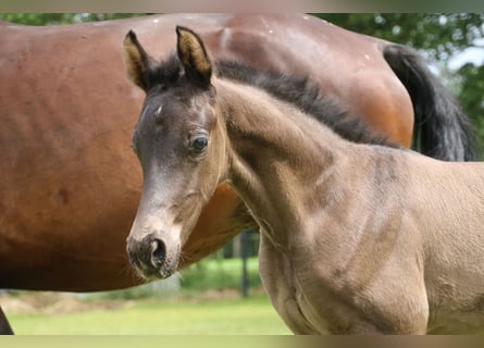 KWPN, Merrie, veulen (06/2024), Zwartbruin