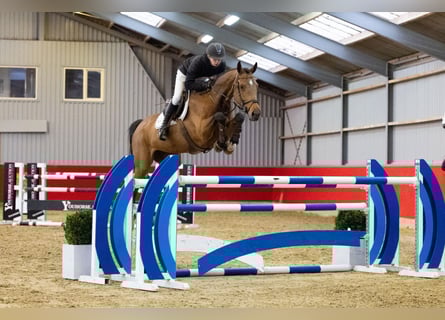 KWPN, Ogier, 13 lat, 174 cm, Ciemnogniada