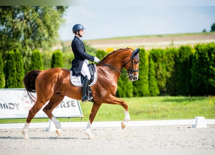 KWPN, Ogier, 14 lat, 175 cm
