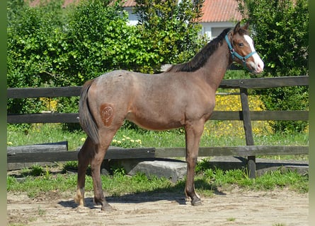 KWPN, Ogier, 1 Rok, 170 cm, Tarantowata