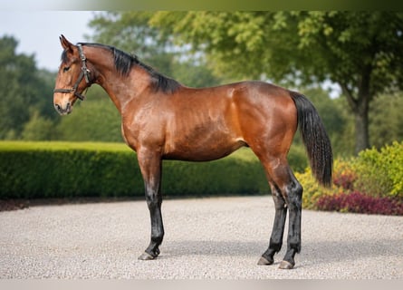 KWPN, Ogier, 1 Rok, 173 cm, Gniada