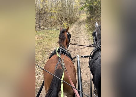 KWPN, Ogier, 2 lat, 160 cm, Ciemnokasztanowata