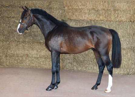 KWPN, Ogier, 2 lat, 165 cm, Skarogniada