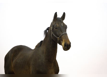 KWPN, Ogier, 2 lat, 167 cm, Gniada