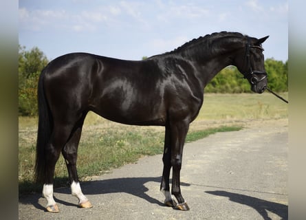 KWPN, Ogier, 2 lat, 167 cm, Kara