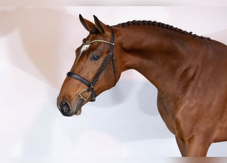 KWPN, Ogier, 2 lat, 168 cm, Gniada