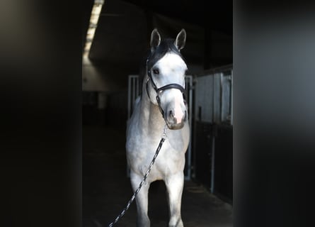 KWPN, Ogier, 2 lat, 170 cm, Siwa