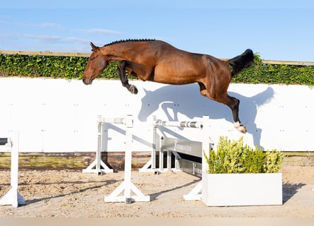 KWPN, Ogier, 2 lat, 174 cm, Gniada