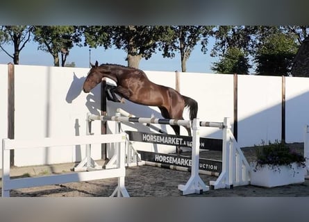 KWPN, Ogier, 3 lat, 145 cm, Skarogniada