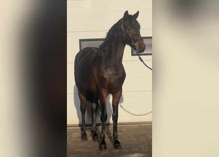 KWPN, Ogier, 3 lat, 164 cm, Ciemnogniada