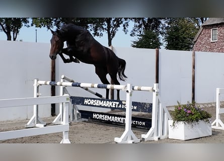 KWPN, Ogier, 3 lat, 165 cm, Ciemnogniada