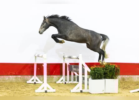 KWPN, Ogier, 3 lat, 165 cm