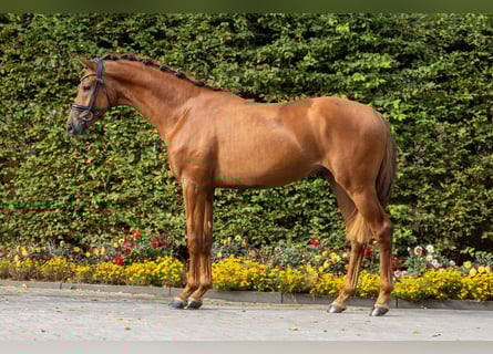 KWPN, Ogier, 3 lat, 167 cm, Kasztanowata
