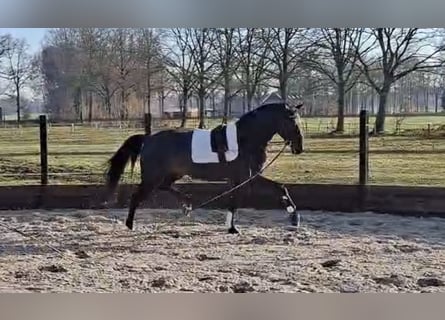 KWPN, Ogier, 3 lat, 168 cm, Ciemnogniada