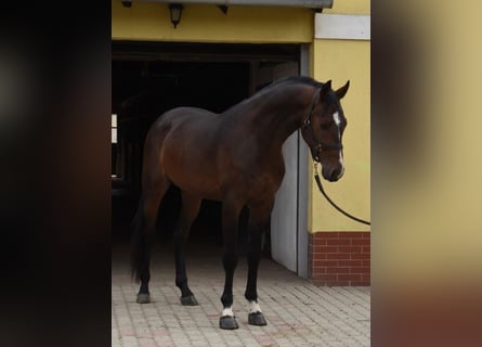 KWPN, Ogier, 3 lat, 170 cm, Ciemnogniada