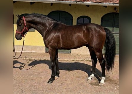 KWPN, Ogier, 3 lat, 170 cm, Gniada