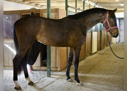 KWPN, Ogier, 3 lat, 170 cm, Gniada