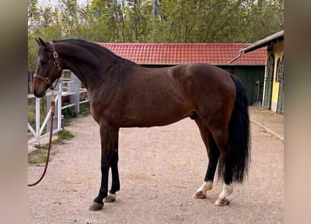 KWPN, Ogier, 3 lat, 170 cm, Gniada