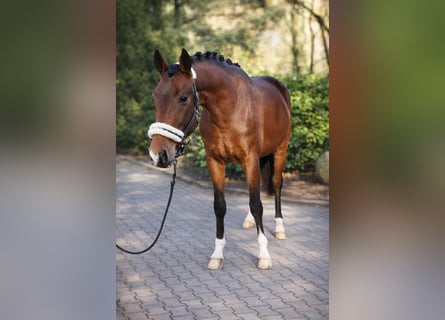 KWPN, Ogier, 3 lat, 170 cm, Gniada