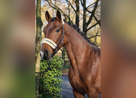 KWPN, Ogier, 3 lat, 170 cm, Gniada