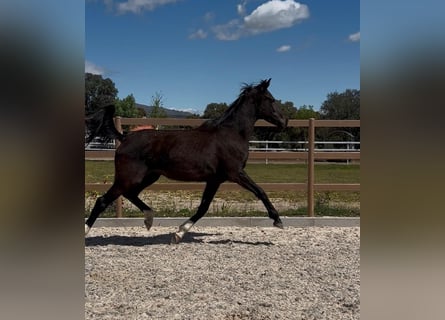 KWPN, Ogier, 3 lat, 170 cm, Kara