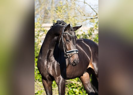 KWPN, Ogier, 3 lat, 172 cm, Skarogniada