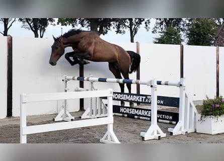KWPN, Ogier, 3 lat, 174 cm, Ciemnogniada