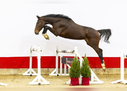 KWPN, Ogier, 3 lat, 175 cm, Gniada