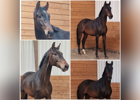KWPN, Ogier, 3 lat, Ciemnogniada