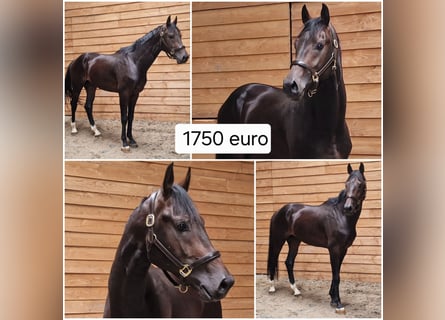 KWPN, Ogier, 3 lat, Ciemnogniada