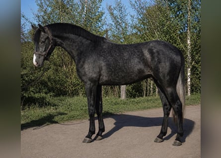 KWPN, Ogier, 3 lat, Karosiwa
