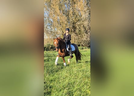KWPN, Ogier, 4 lat, 160 cm, Ciemnokasztanowata KWPN, Ogier, 4 lat, 160 cm, Ciemnokasztanowata