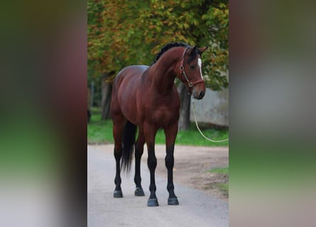 KWPN, Ogier, 4 lat, 168 cm, Ciemnogniada