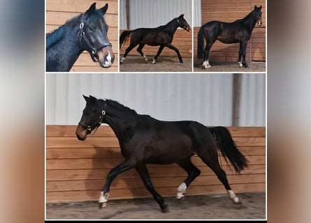 KWPN, Ogier, 4 lat, 168 cm, Gniada