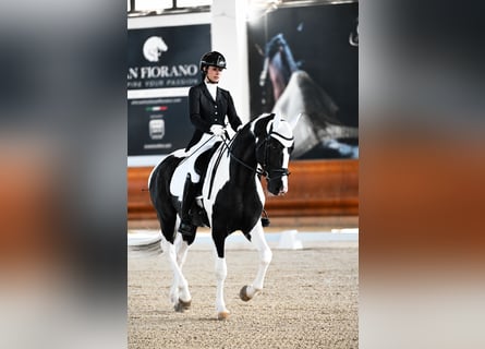 KWPN, Ogier, 4 lat, 172 cm, Srokata
